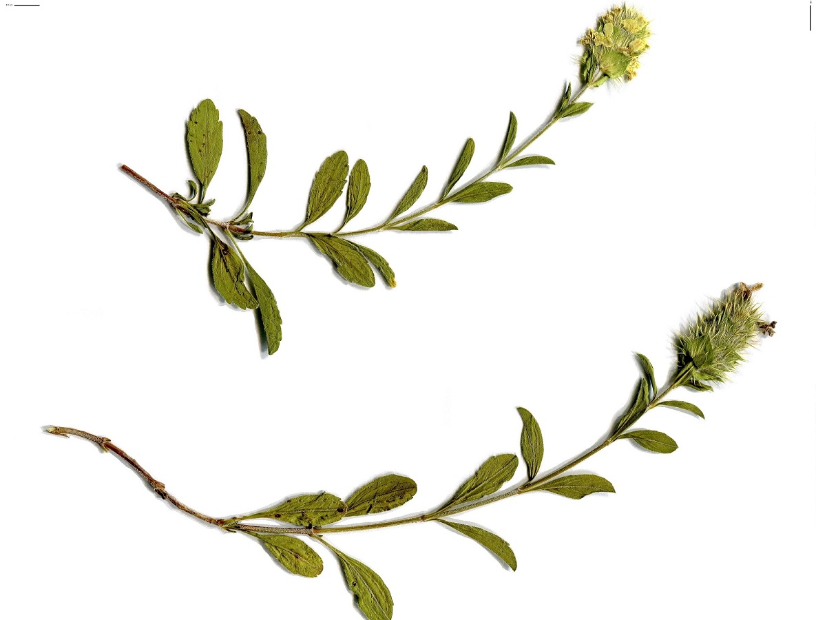 Sideritis hyssopifolia subsp. eynensis (Lamiaceae)